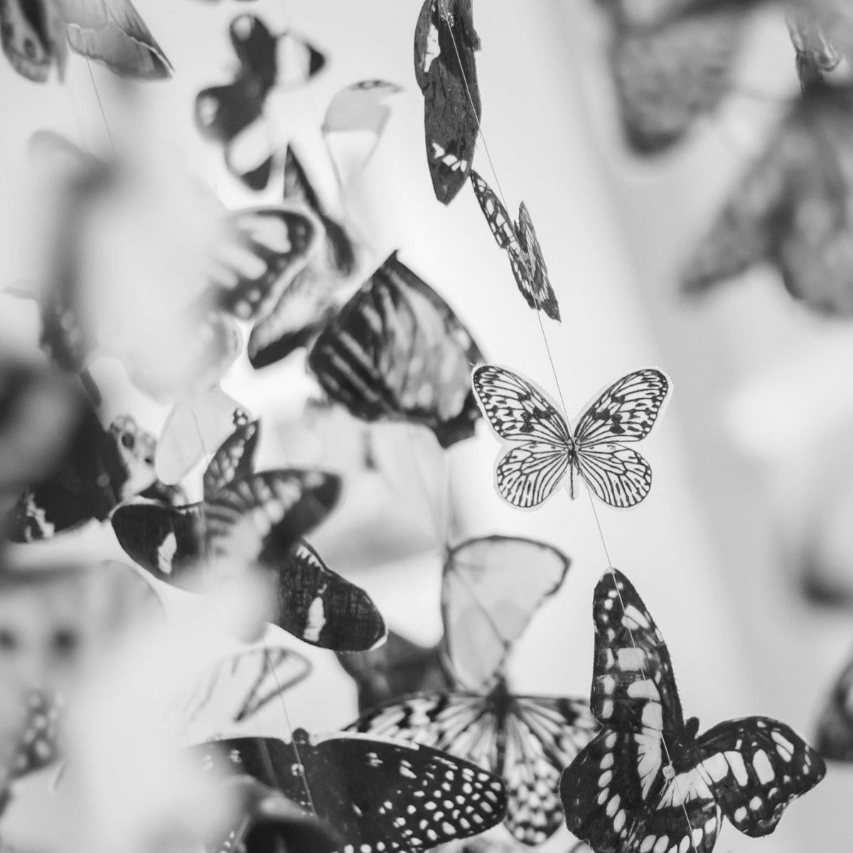 Black and white butterflies flying together